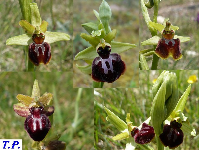 Ophrys aranifera - Ophrys araignée